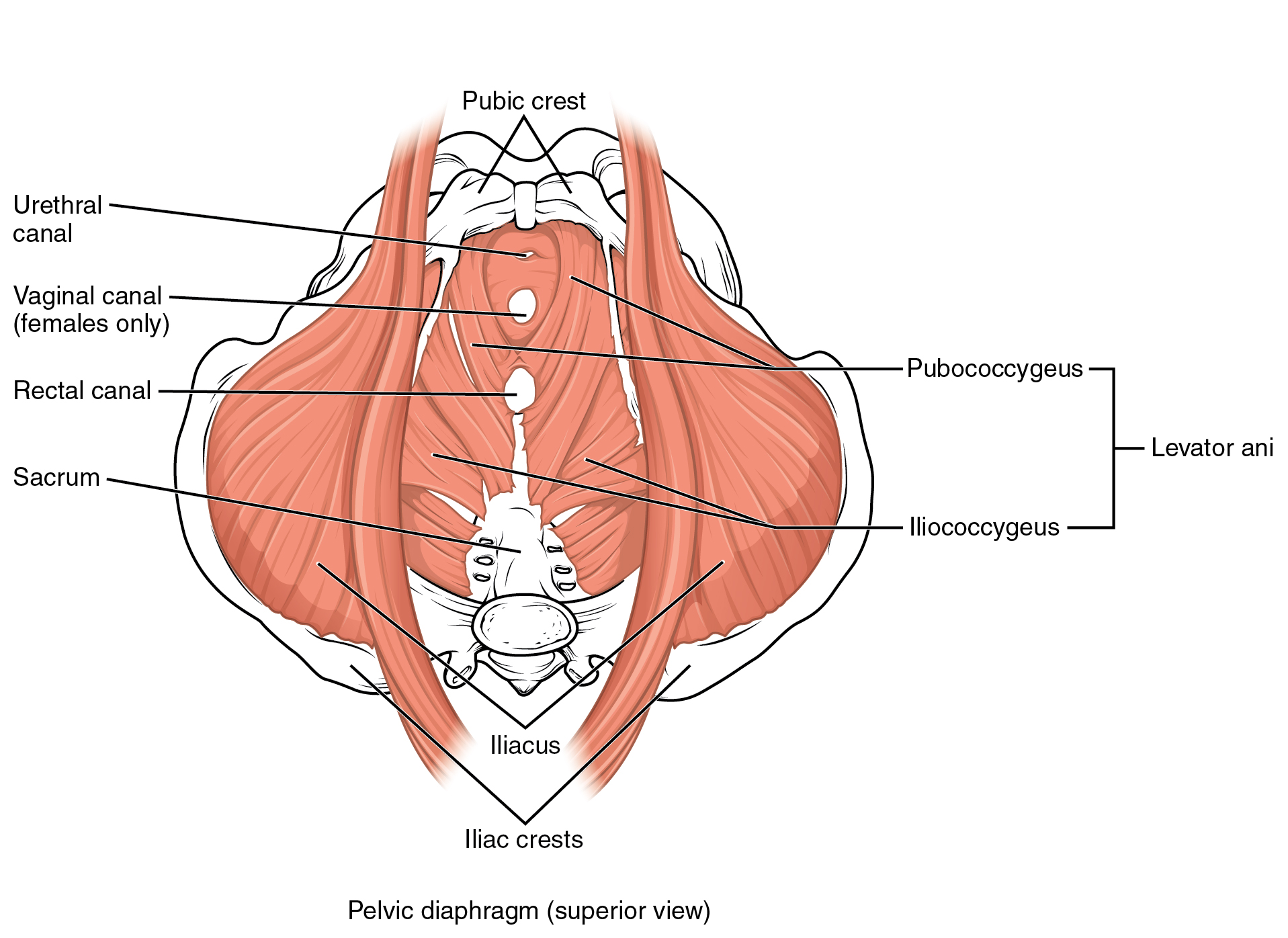 Anatomical illustration of the pelvic diaphragm and pelvic floor muscles viewed from above, with labelled muscles and nearby structures